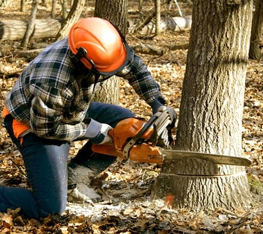 Tree Removal in Roll, AZ